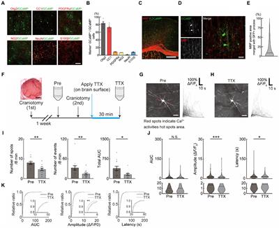 Activity-dependent oligodendrocyte calcium dynamics and their changes in Alzheimer’s disease